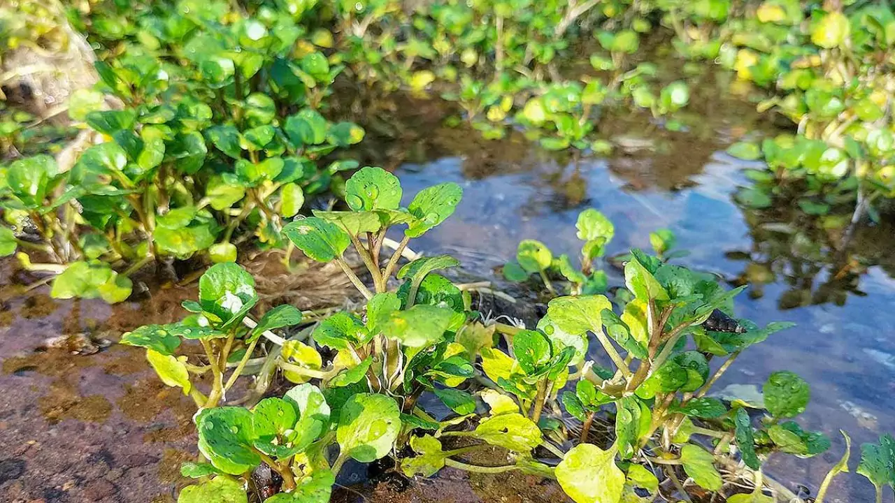 Eating Watercress From a Pond
