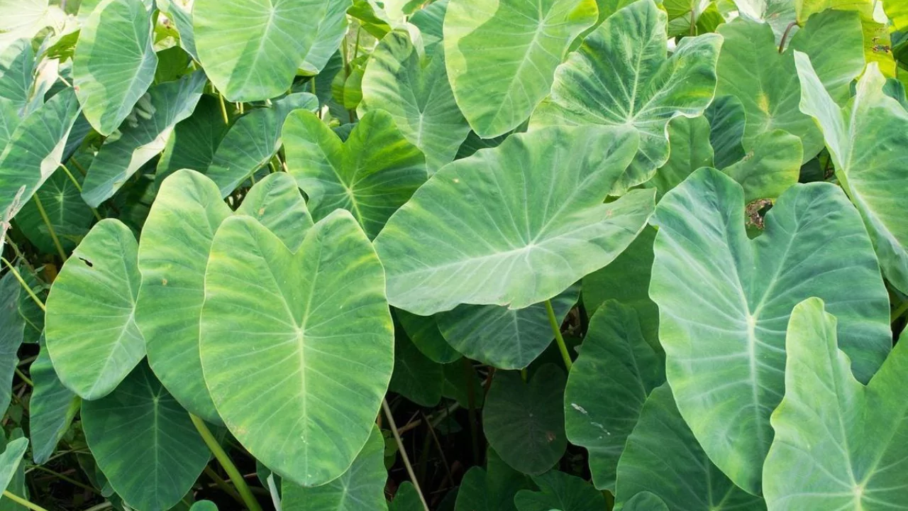 Why Is My Elephant Ear Plant Dripping Water 4 Elephant ear plant