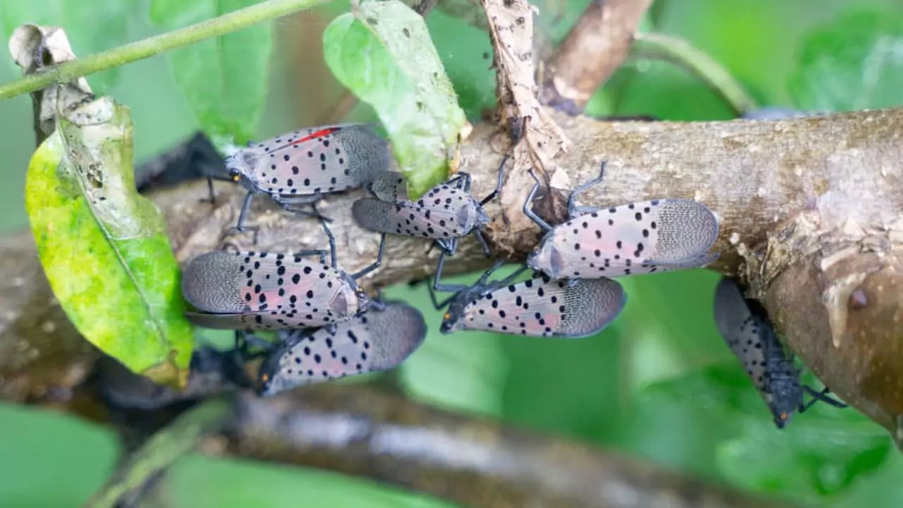 Are Spotted Lanternfly Dangerous