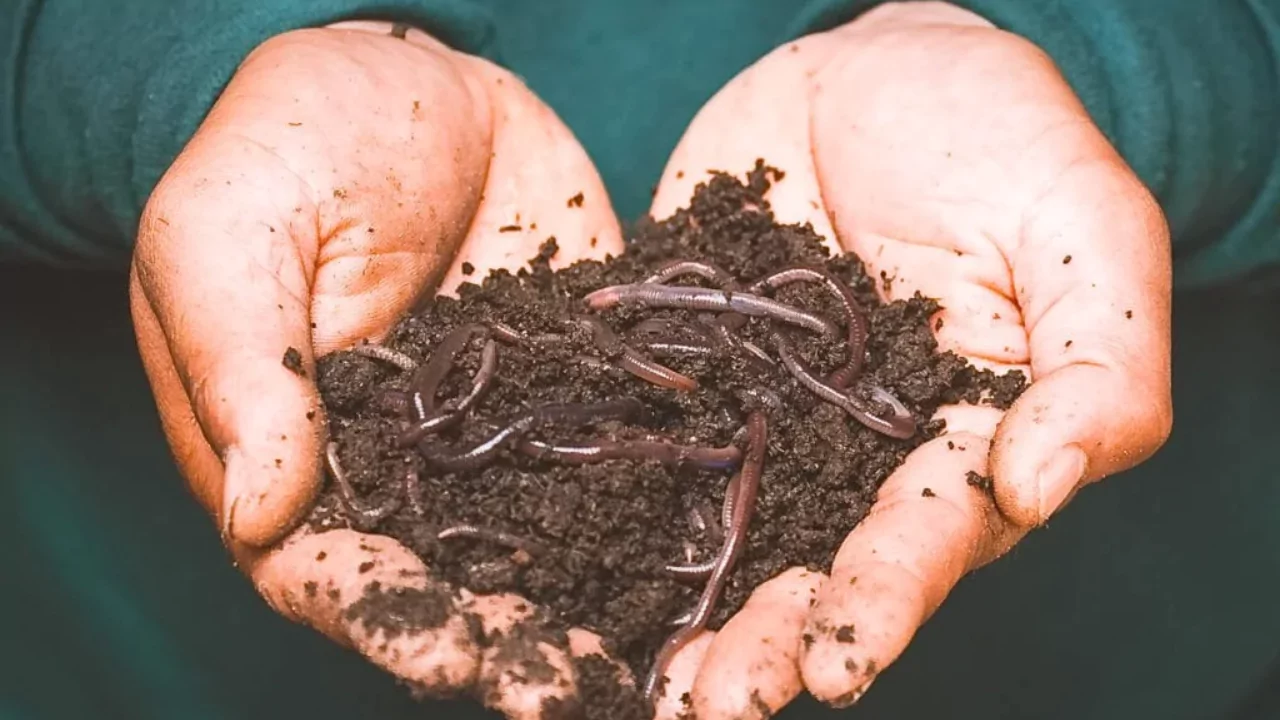 Types of Garden Worms 1 Epigeic garden worm type