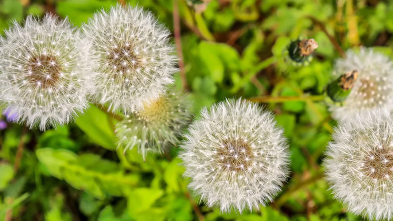 How to Quickly Get Rid Of Dandelions Permanently
