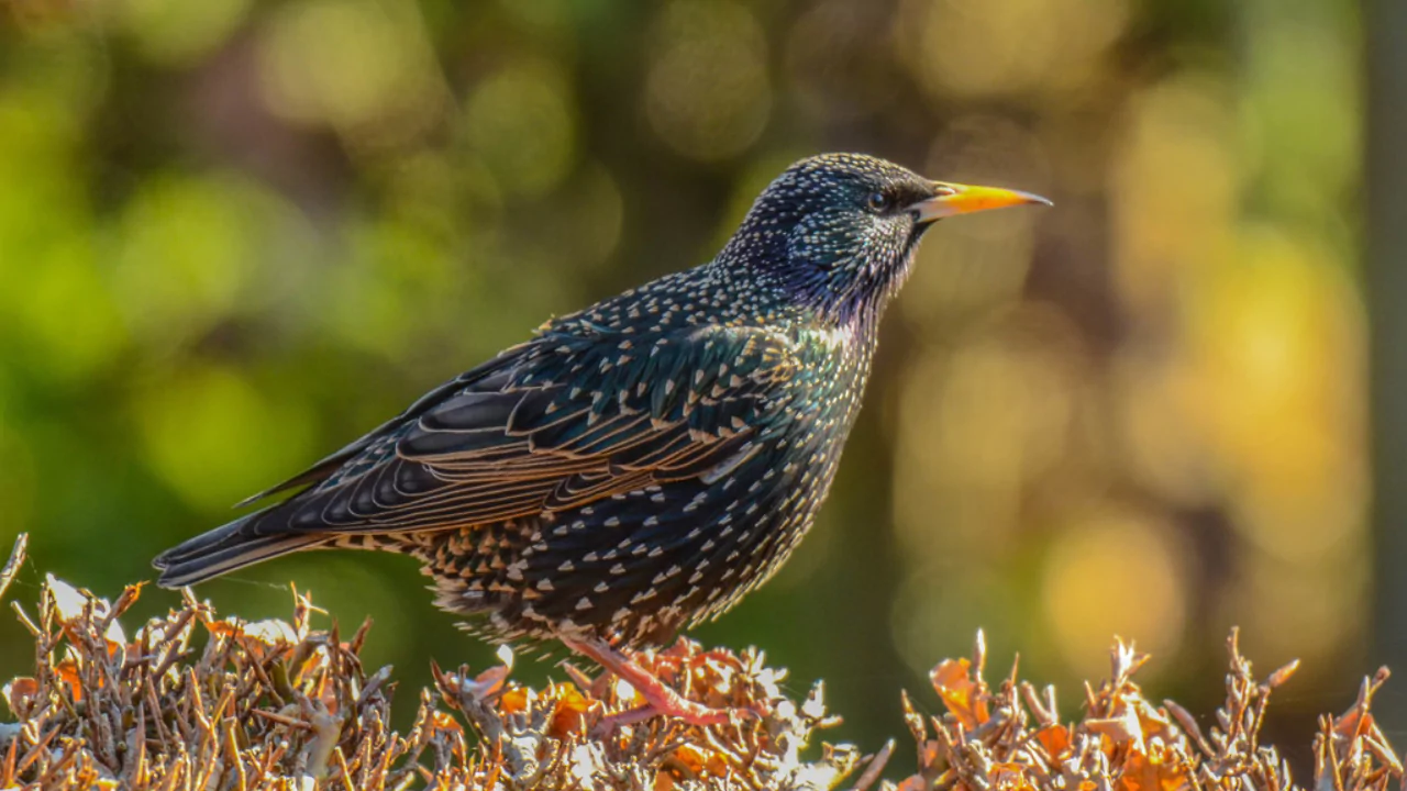 European Starlings