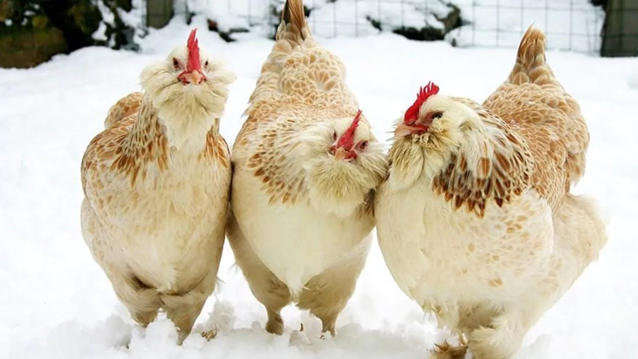 Which Chickens Lay Colored Eggs