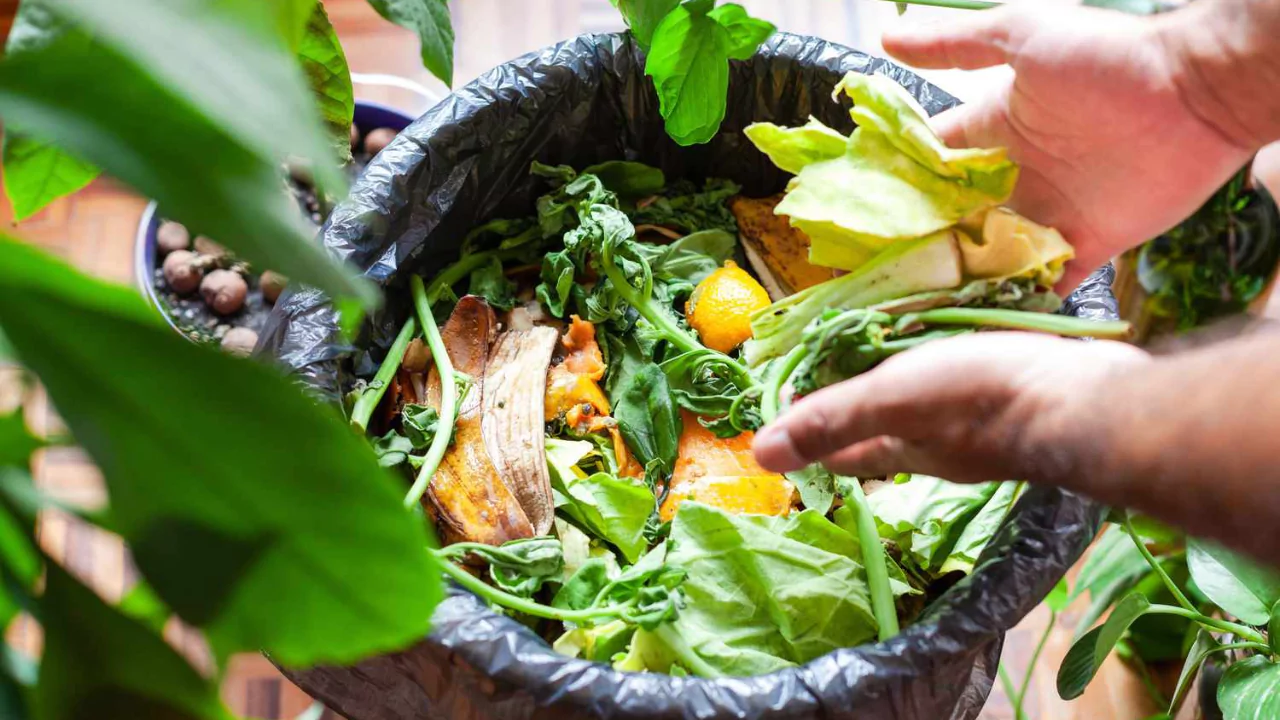 Compost Tea Feeding Schedule: How Often Should You Feed Your Plants