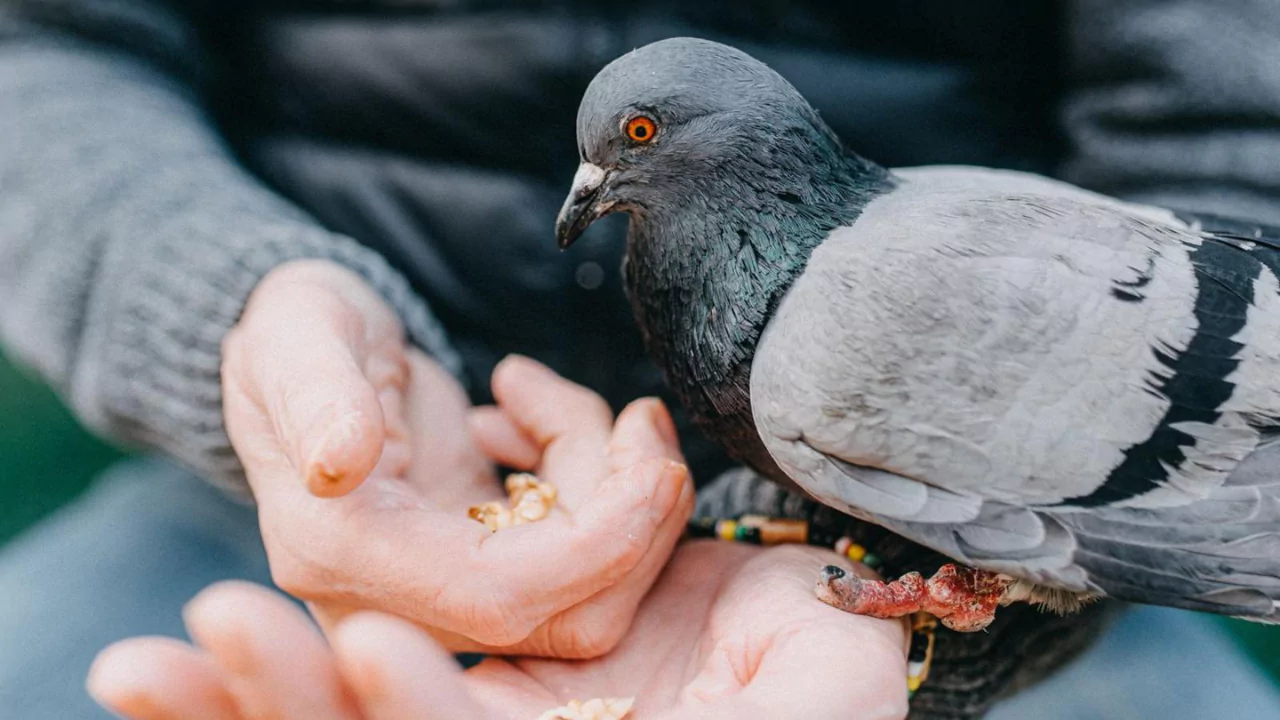 How to Make a Bird Table Pigeon-Proof