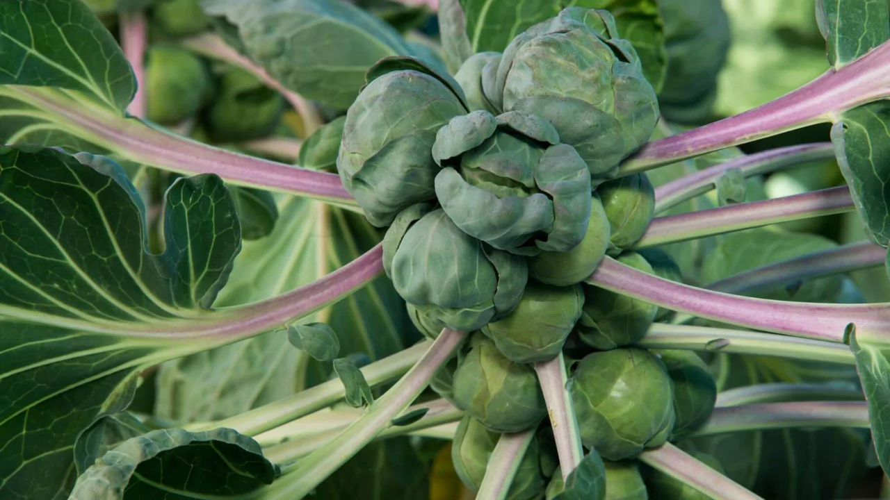 How to Choose the Best Fertilizer for Brussel Sprouts