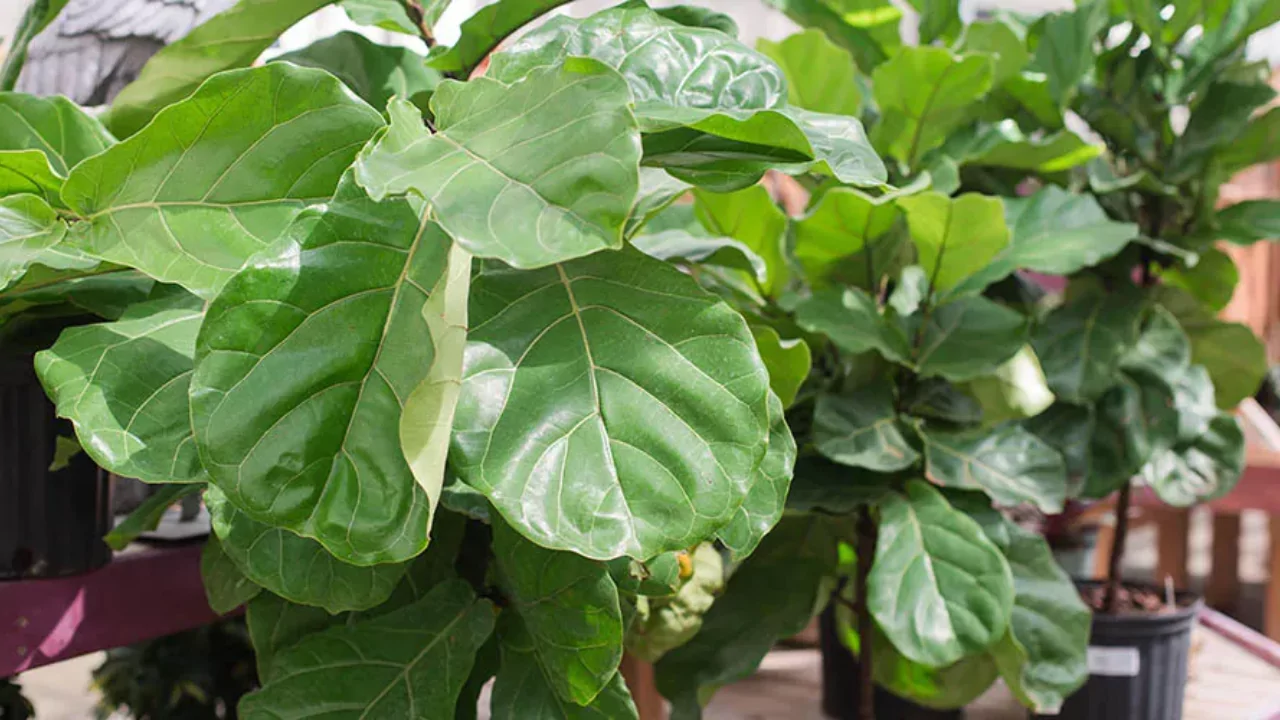Fiddle leaf fig 1