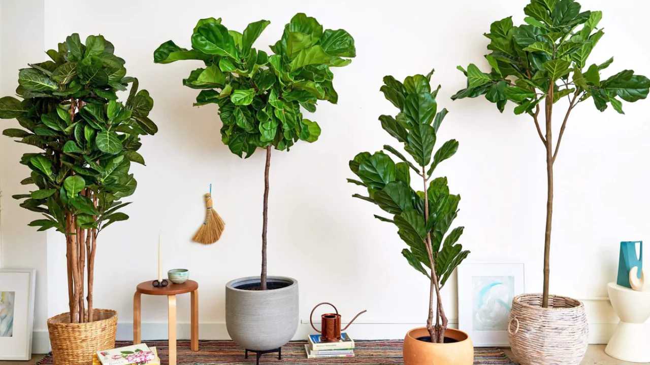 13 Indoor Plants with the Biggest Leaves 2 Fiddle leaf fig