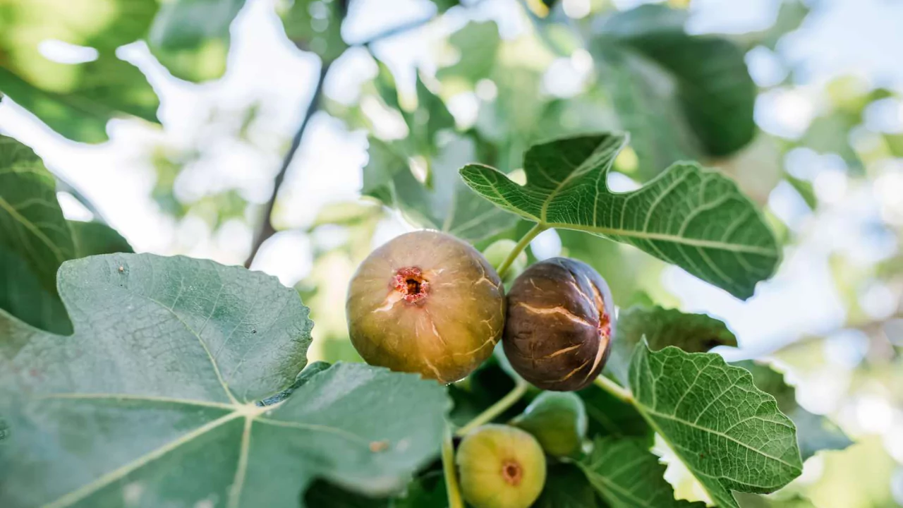9 Fruit Trees you can Grow Indoors 8 Fig tree
