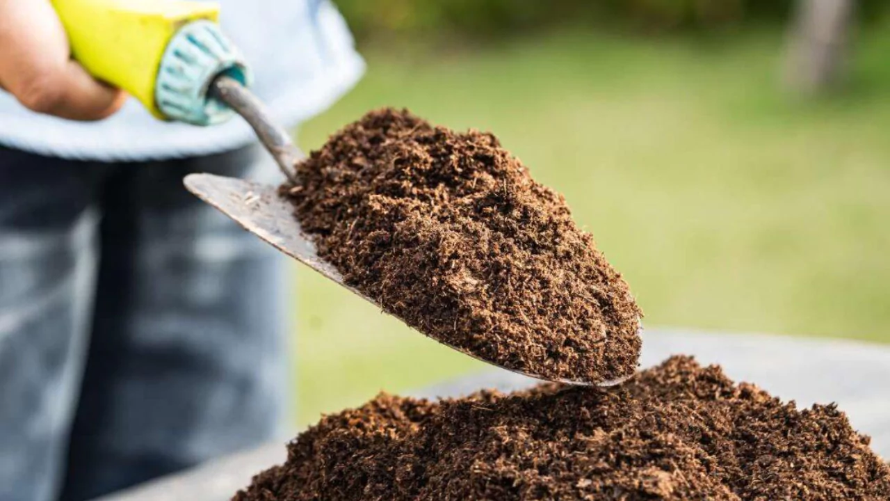 Can You Use Coco Coir as Soil
