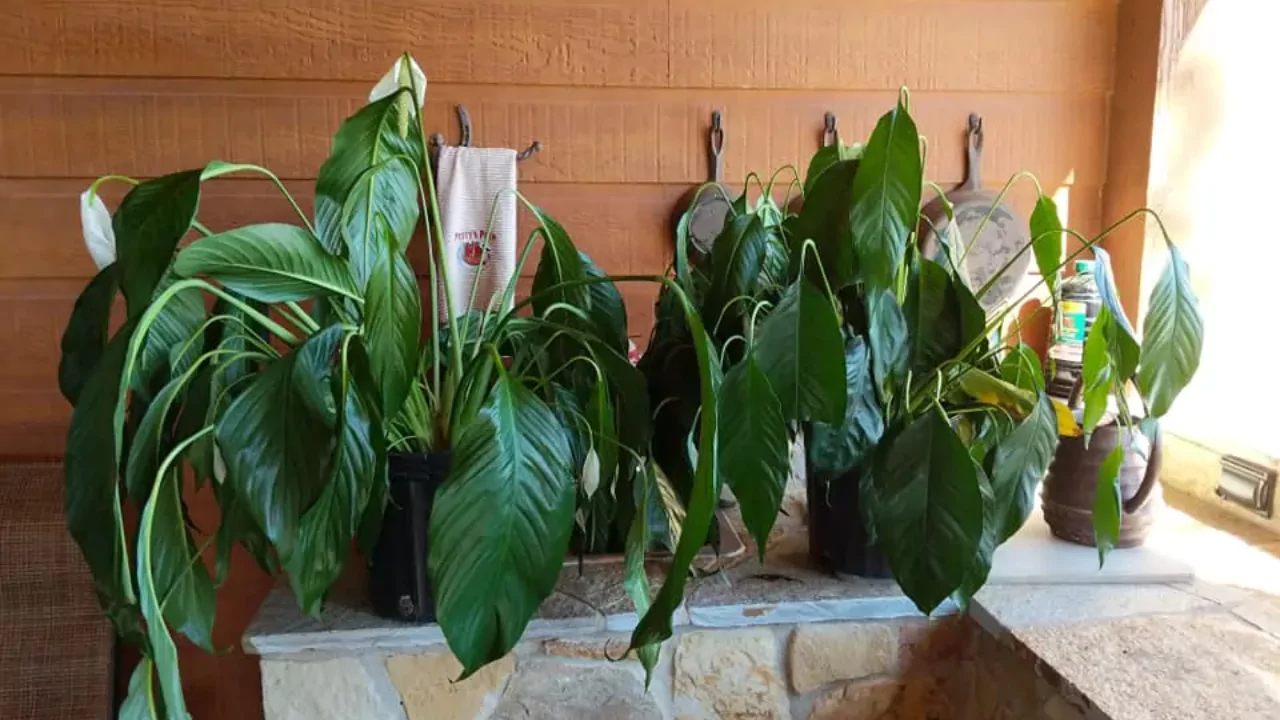 Fixing drooping plants