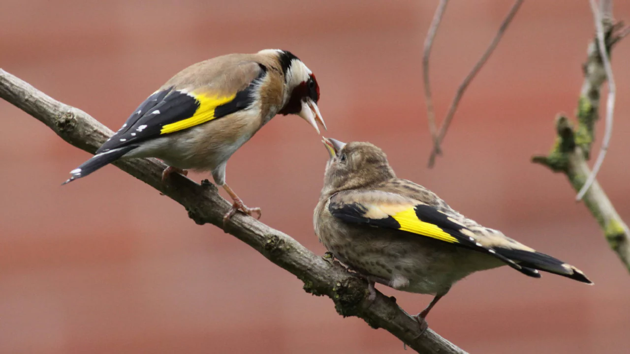 Where Do Bluebirds Go After They Fledge 1 Fledging