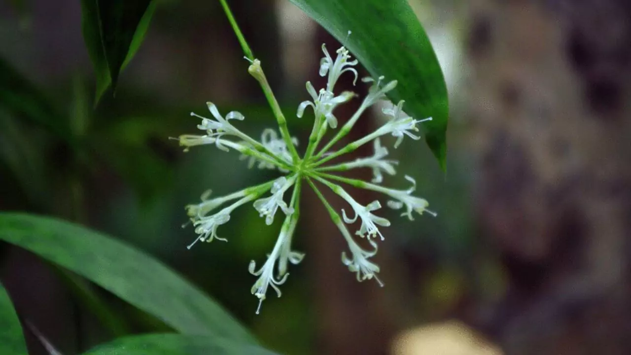 Flower Gold Dust plants
