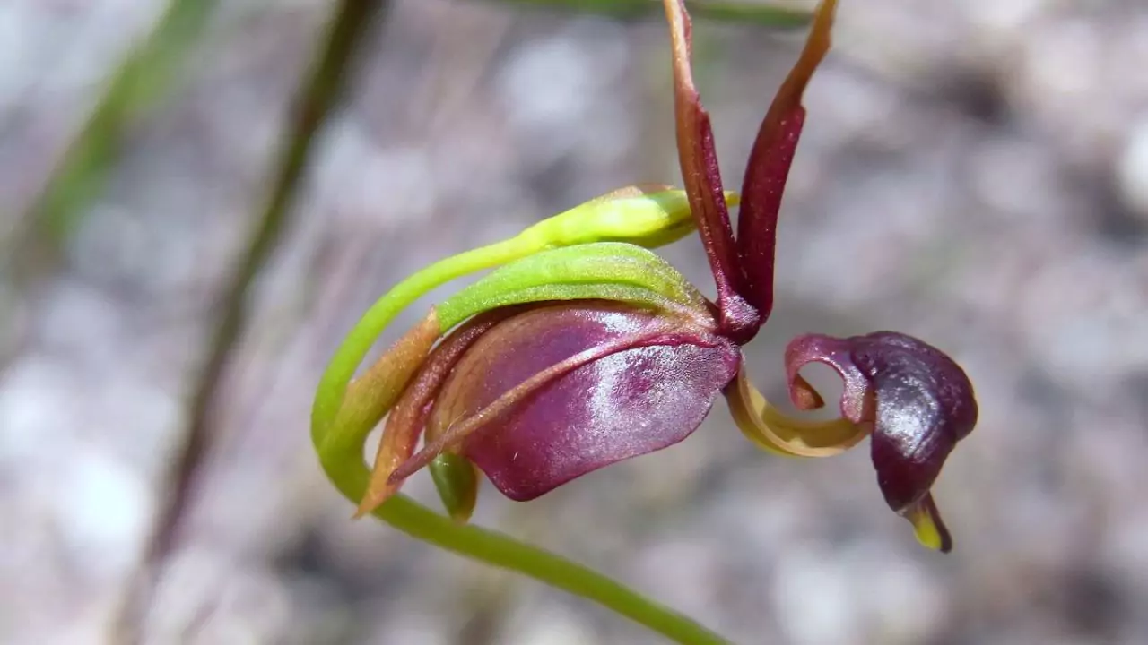 What Do Orchids Symbolize? 3 Flying duck Orchid