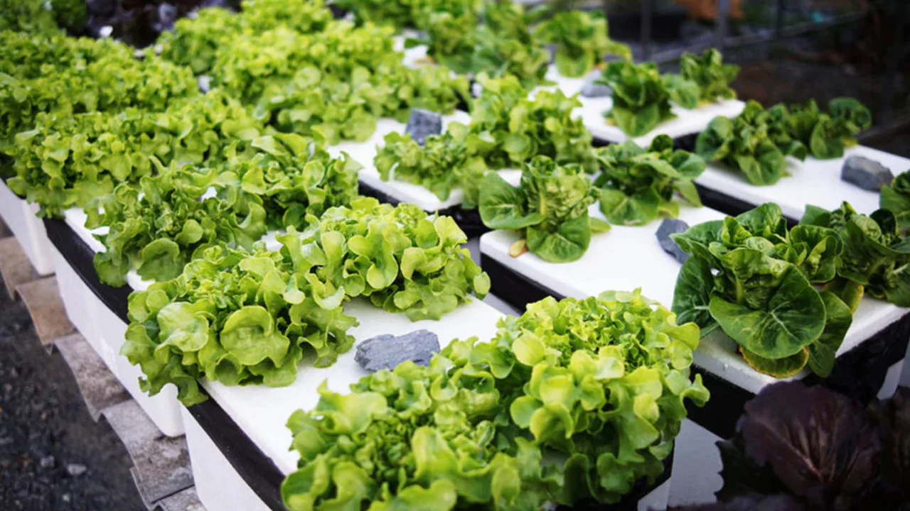 How to Keep pH Stable in Hydroponics