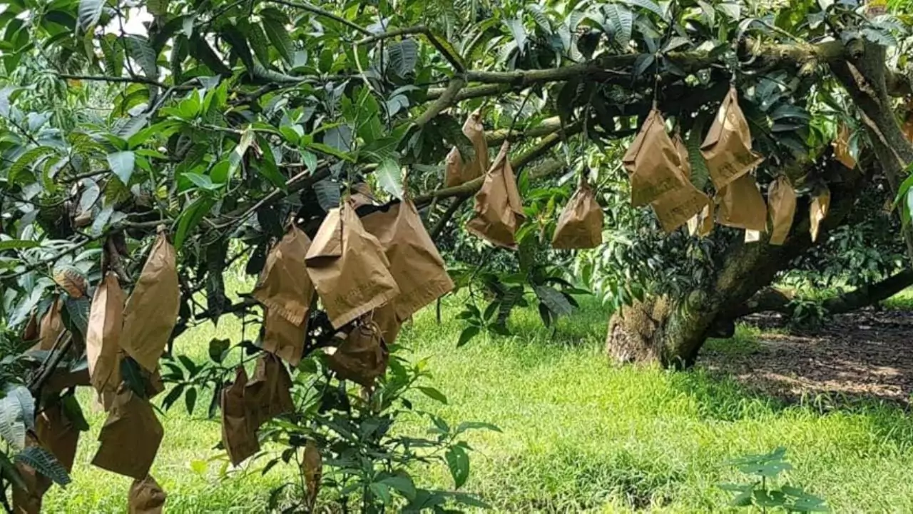 How to Grow Organic Apples without Worms? 5 Fruit bagging process