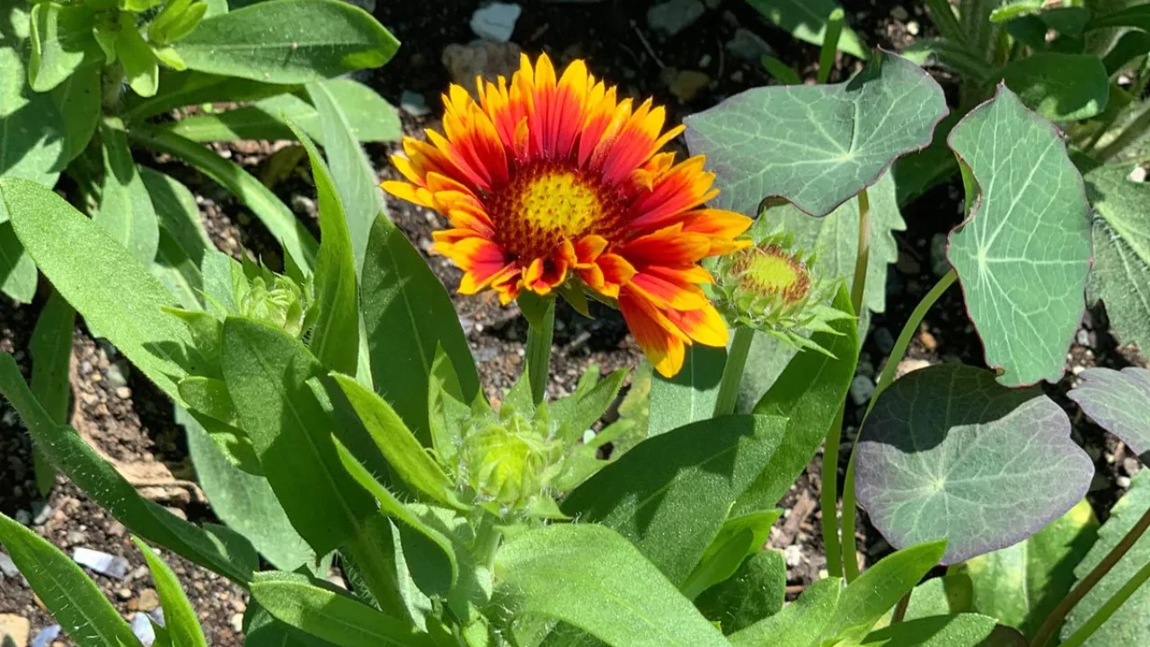 Gaillardia sunflower