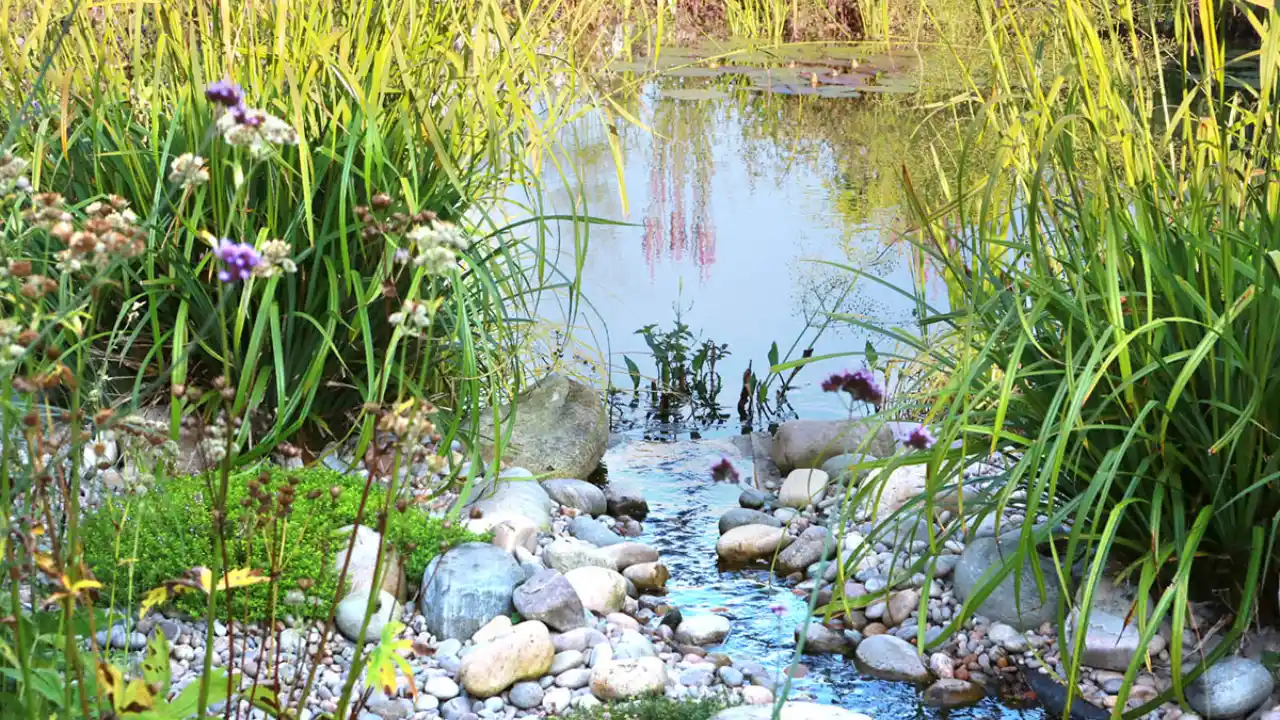 How To Fill A Pond With Water (Complete Guide) 6 Garden pond 2