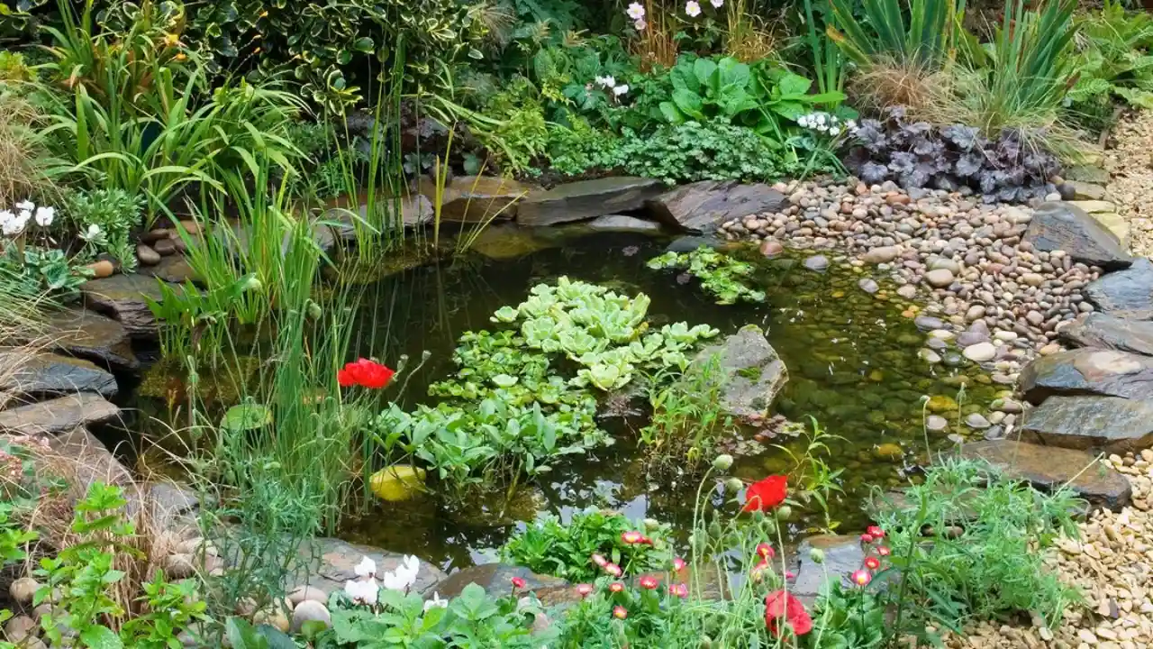 Do Seagulls Take Fish From Garden Ponds