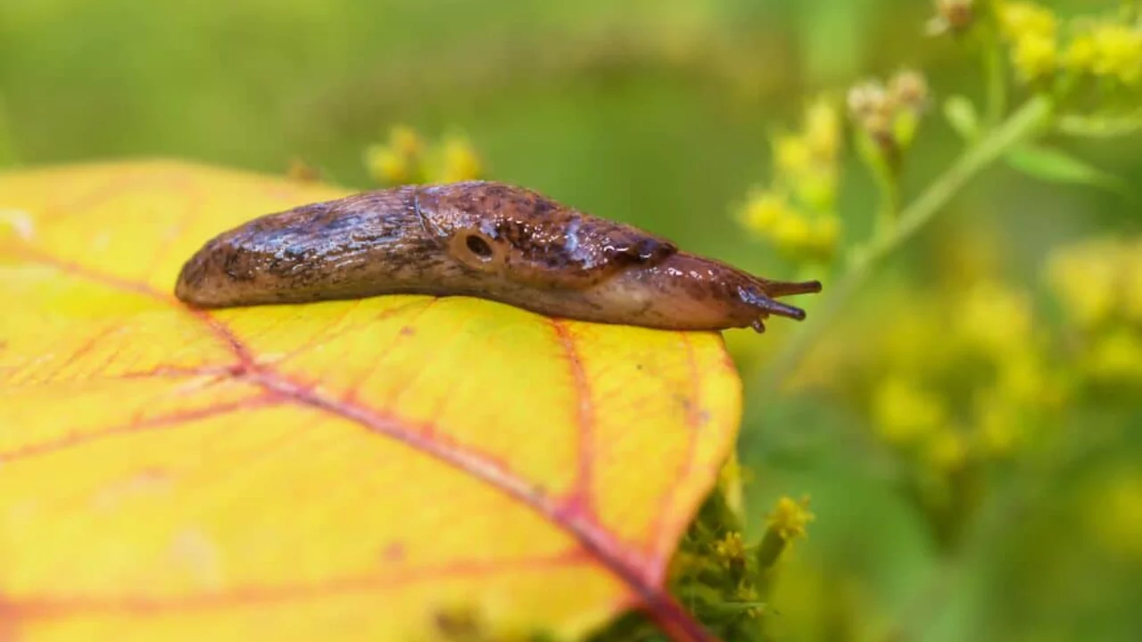 Garden slug