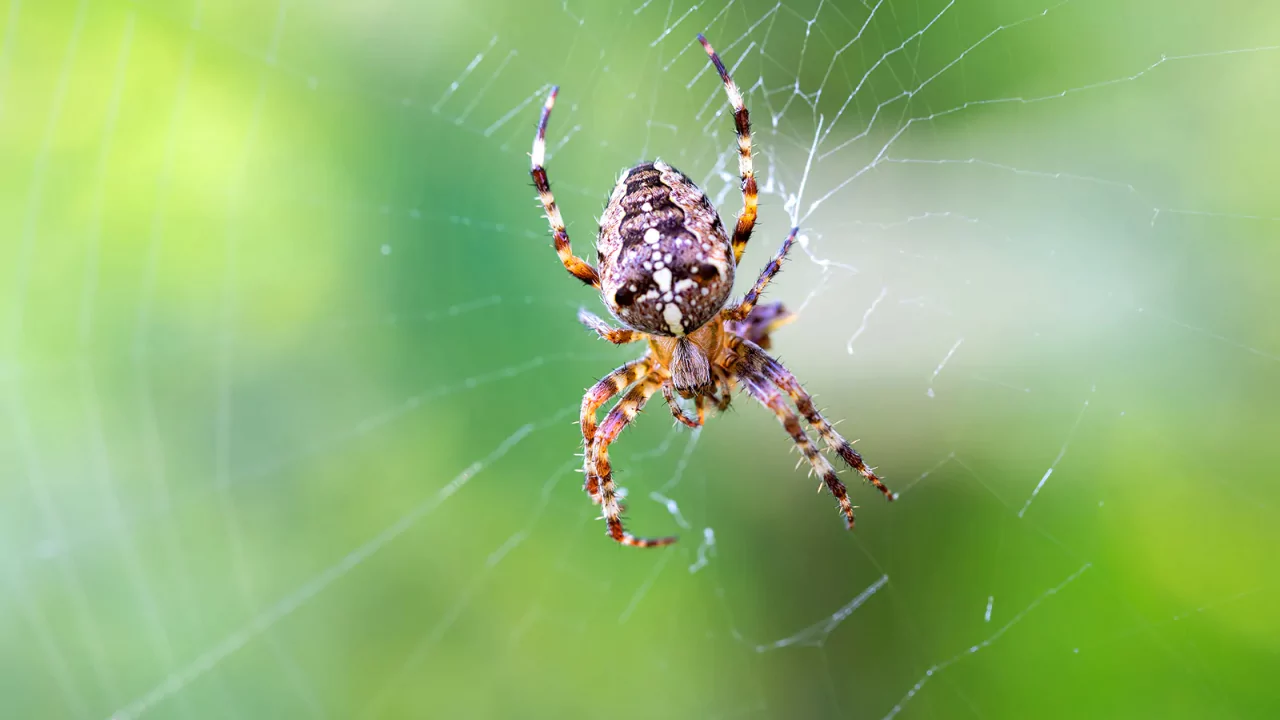 Garden spider