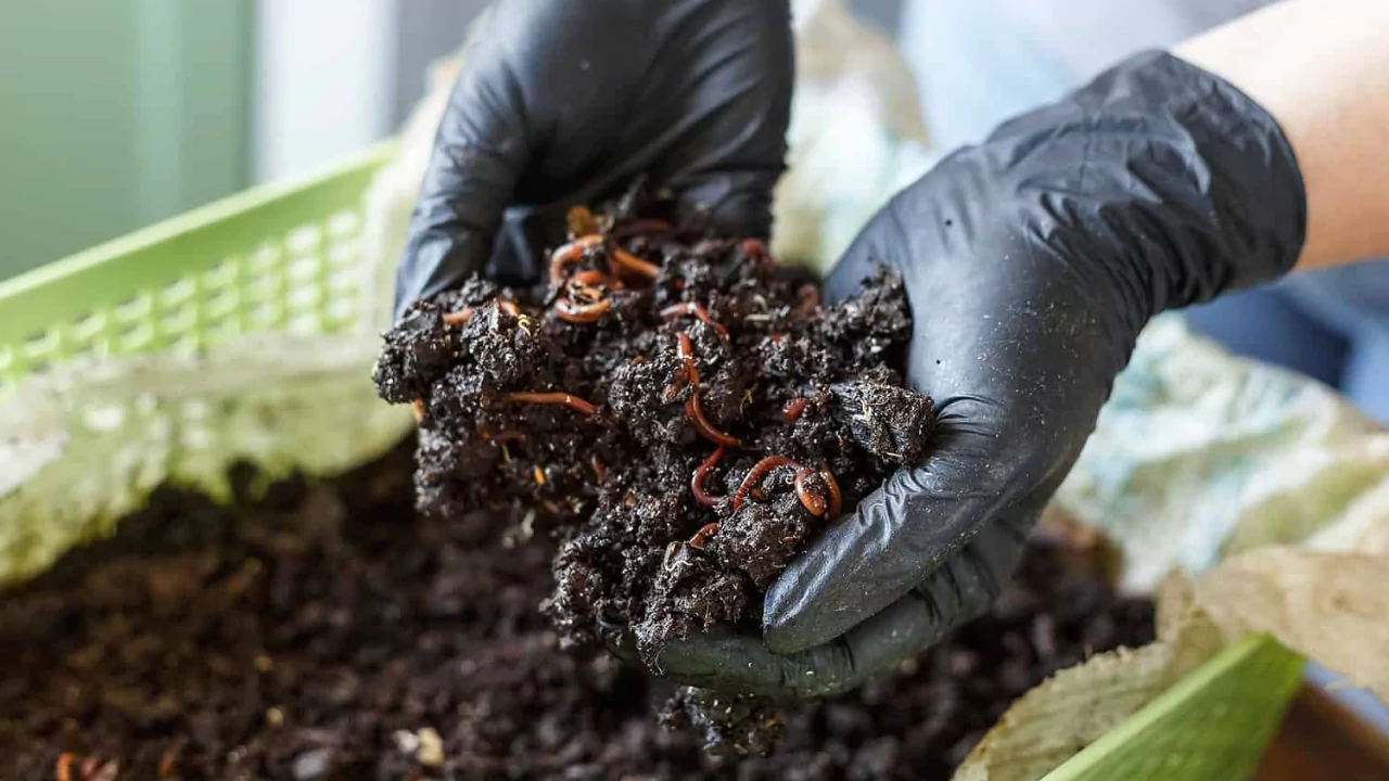 Types of Garden Worms 7 Garden worms 1