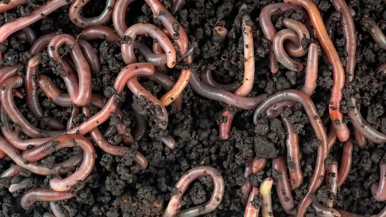 Types of Garden Worms 5 Garden worms