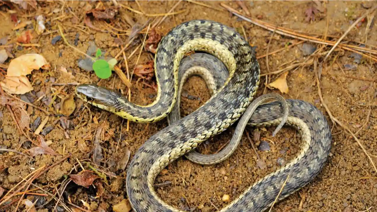 Garter snake