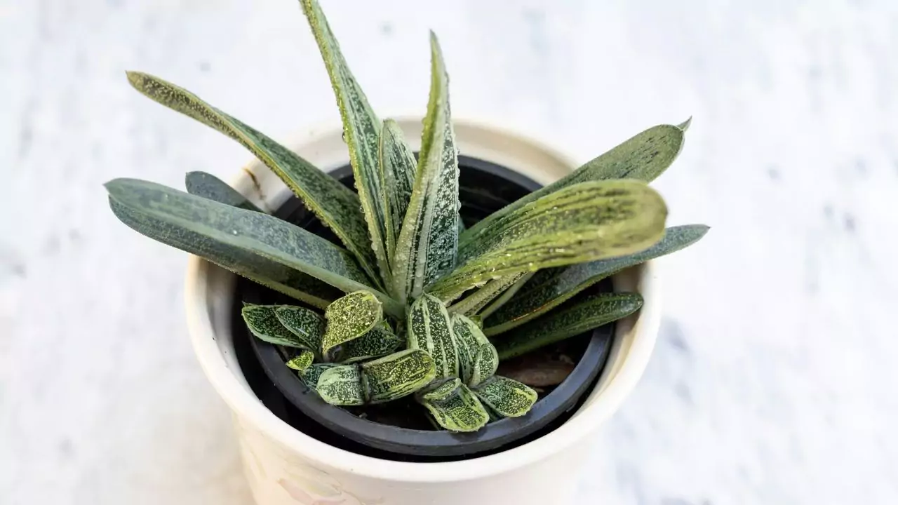 Will Vinegar Kill Succulents? 4 Gasteria Little Warty