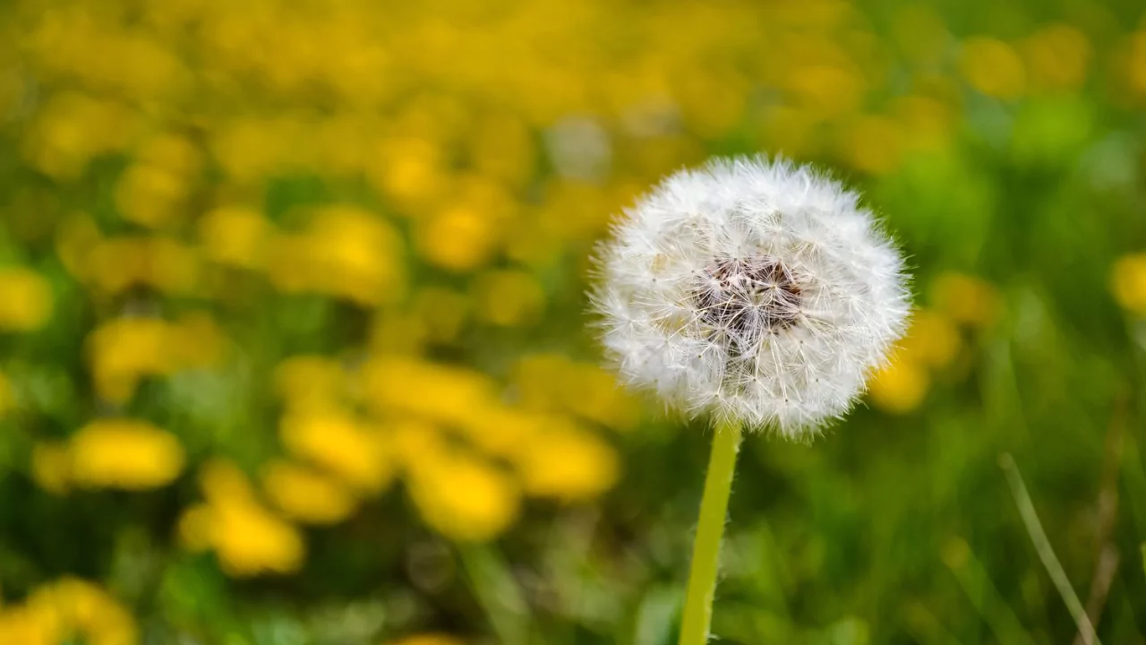Get rid of Dandelions permanently