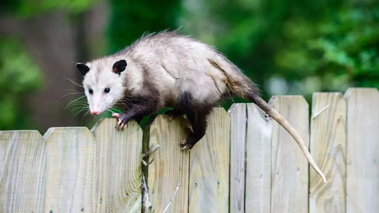 How to Scare Possums Away from Your House 1 Get rid of possums tips