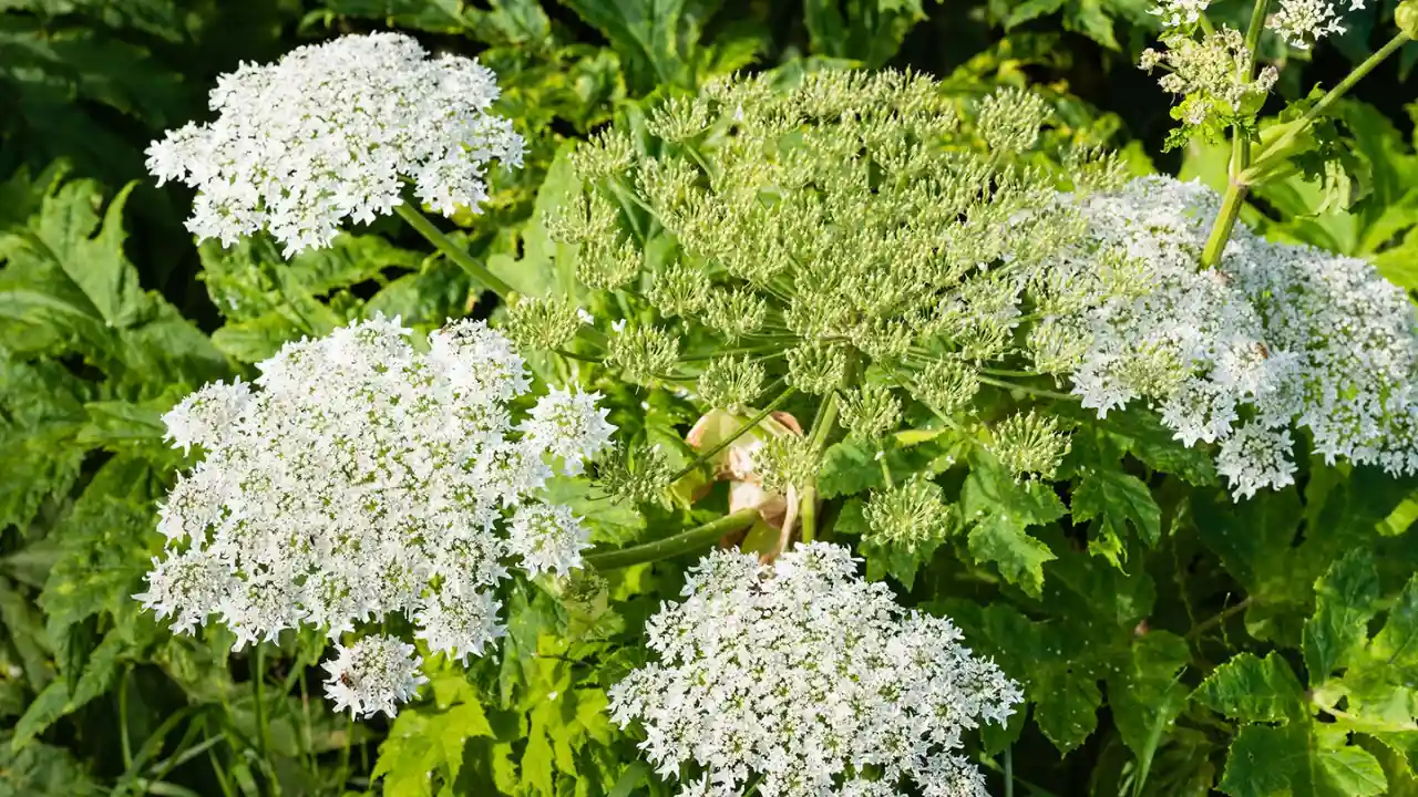 Giant Hogweed