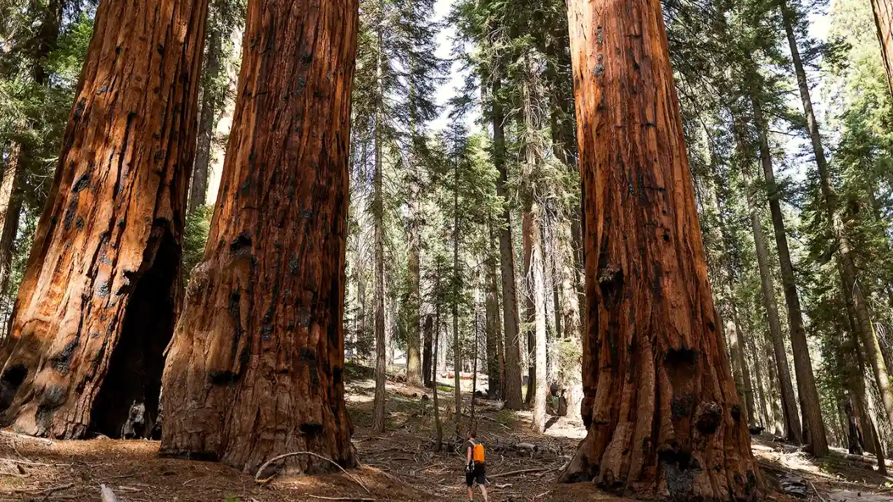 How Much Does A Tree Weigh? 6 Giant Sequoia park