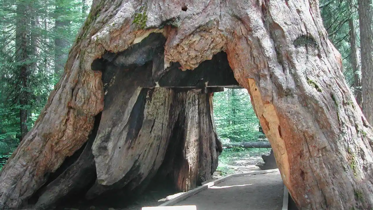 How Much Does A Tree Weigh? 5 Giant Sequoia