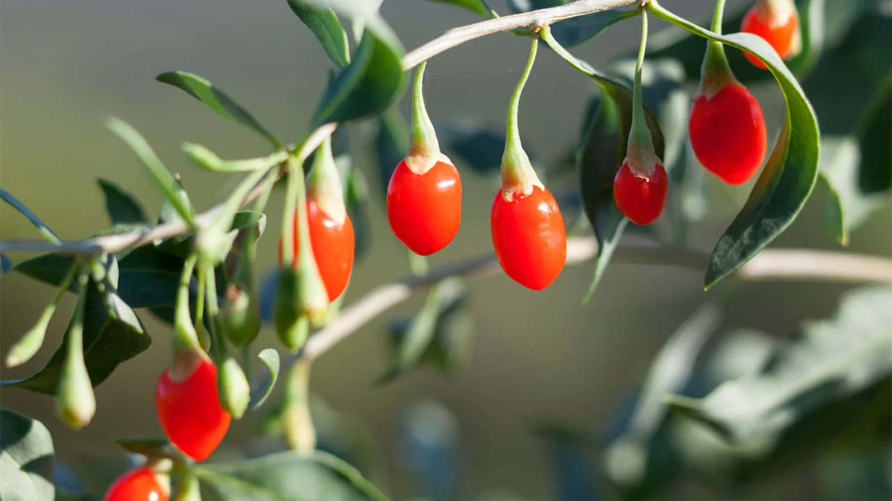 9 Fruit Trees you can Grow Indoors 6 Goji berries tree