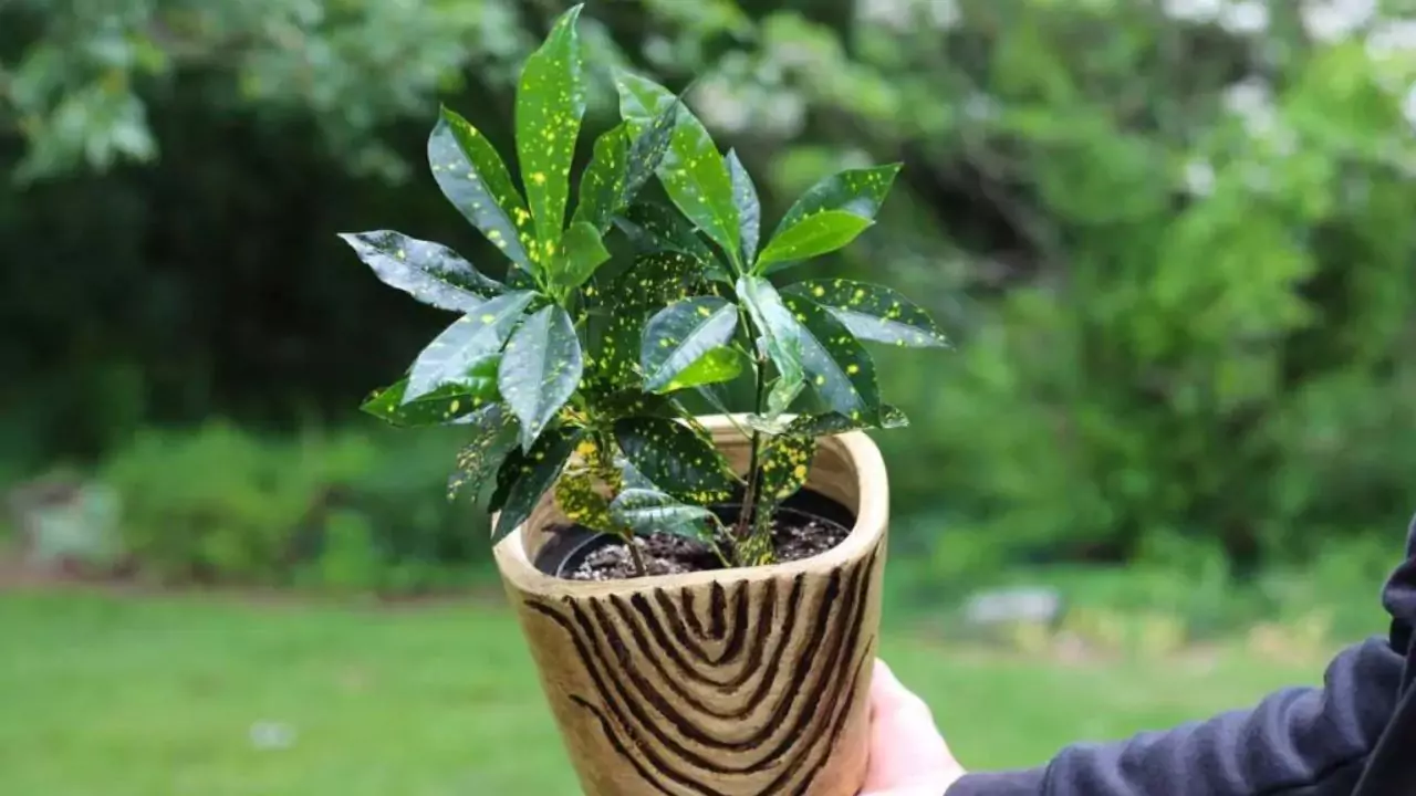 Gold Dust indoor plant 1