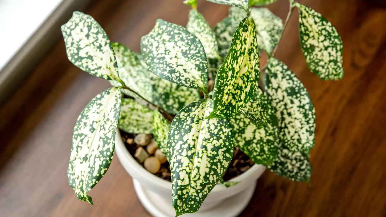 Gold Dust indoor plant