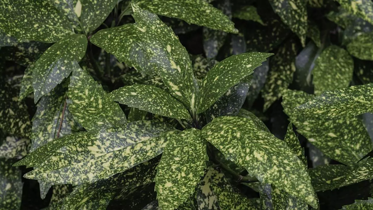 Gold Dust plant leaves