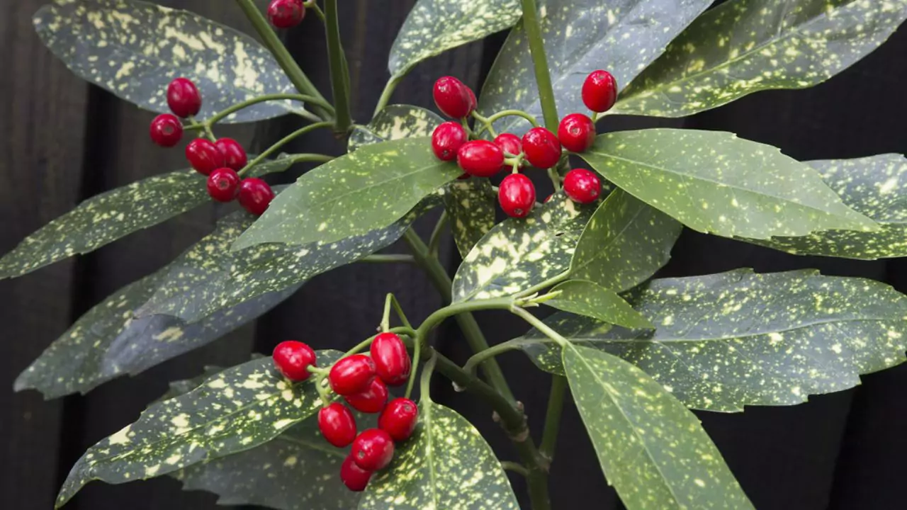 Gold Dust plants berries