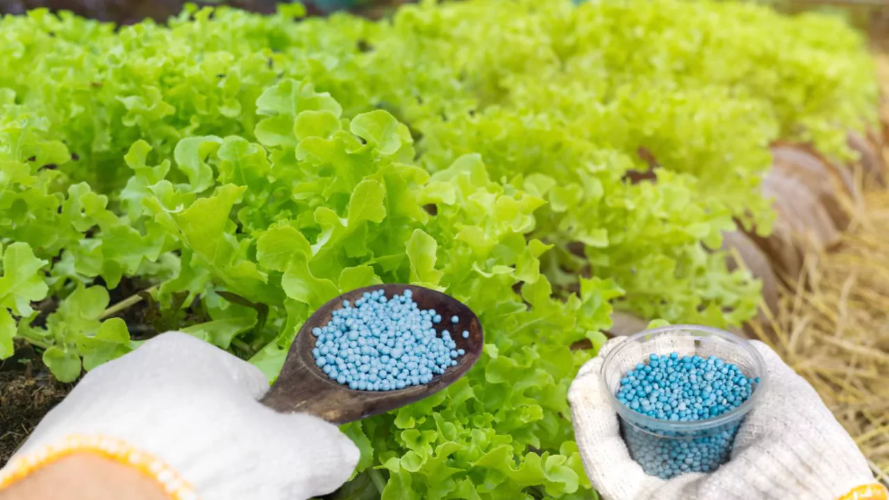 How Long Does Granular Fertilizer Last? 1 Granular fertilizer expiry date