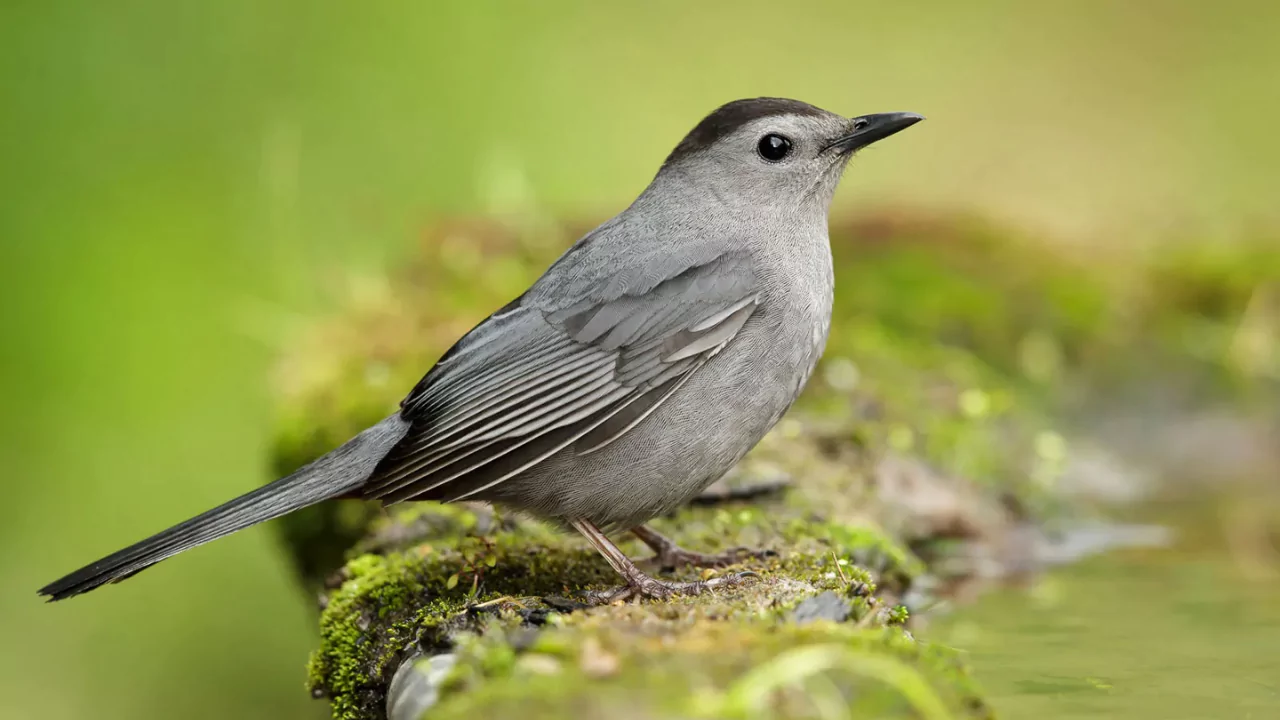 Gray Catbird