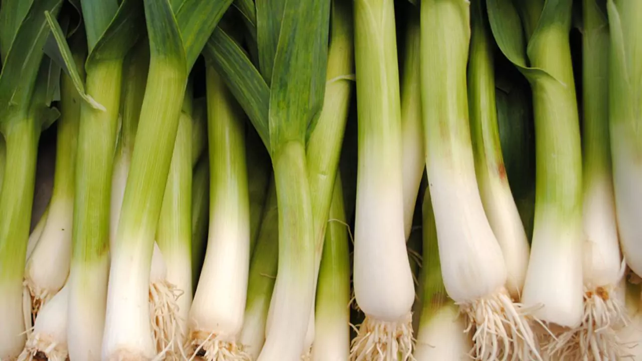 Green garlic