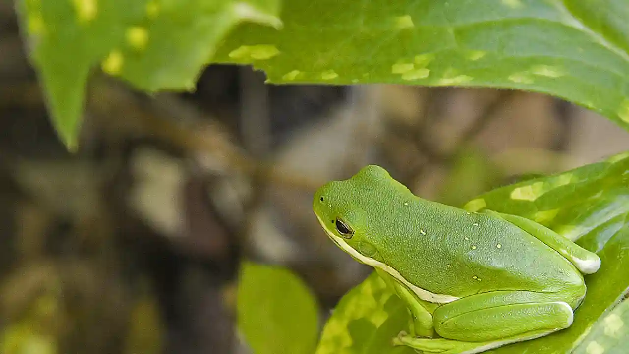 Green tree frog