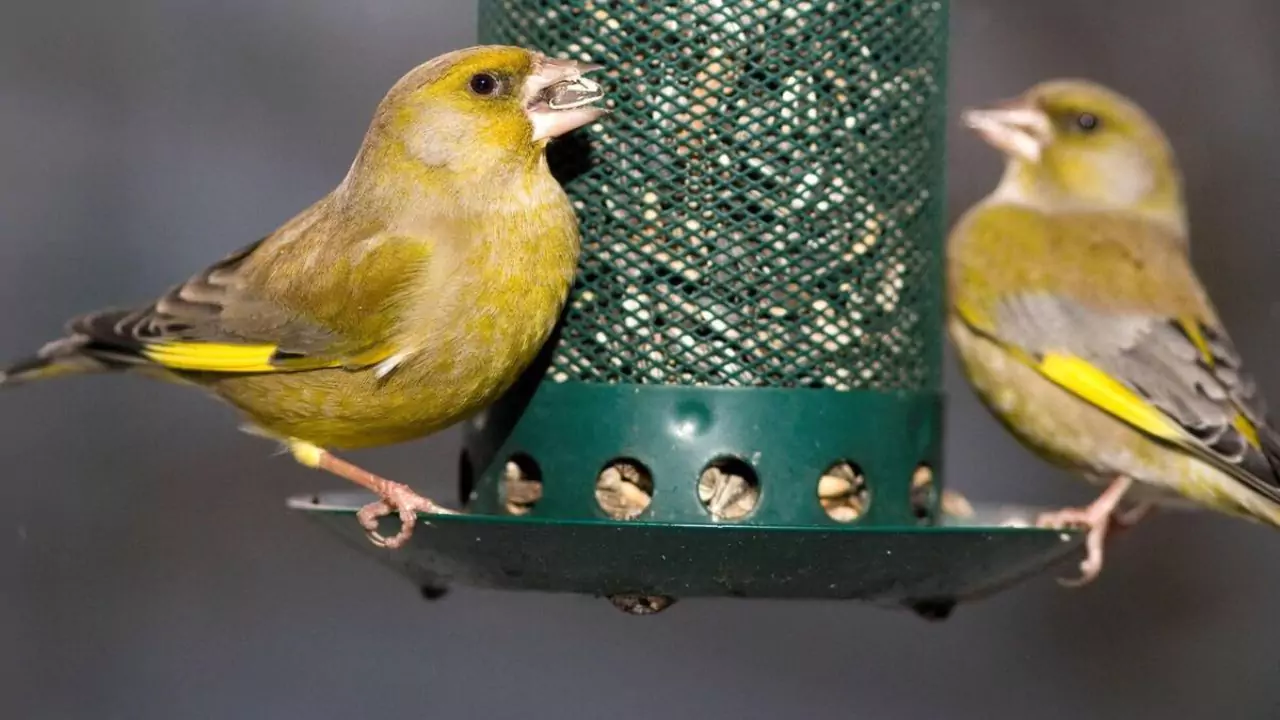 Greenfinches enjoy