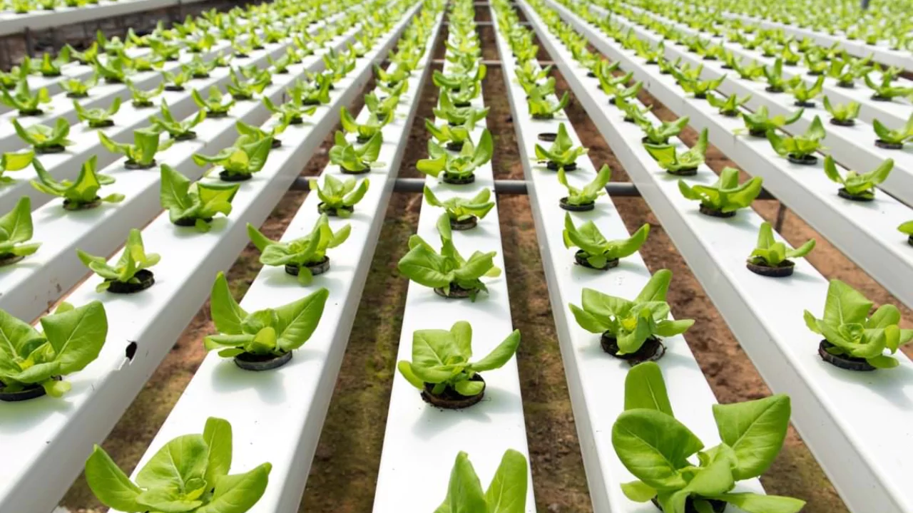 Grow Hydroponic Vegetables for Profits