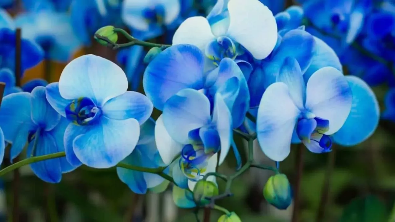 Are Blue Orchids Real (Fake or Real Orchids?) 6 Grow Your Blue Orchids