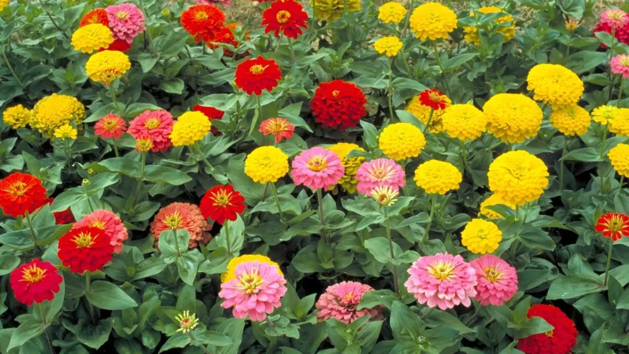 Complete Guide to Growing Zinnias in Pots 2 Grow Zinnias pots methods