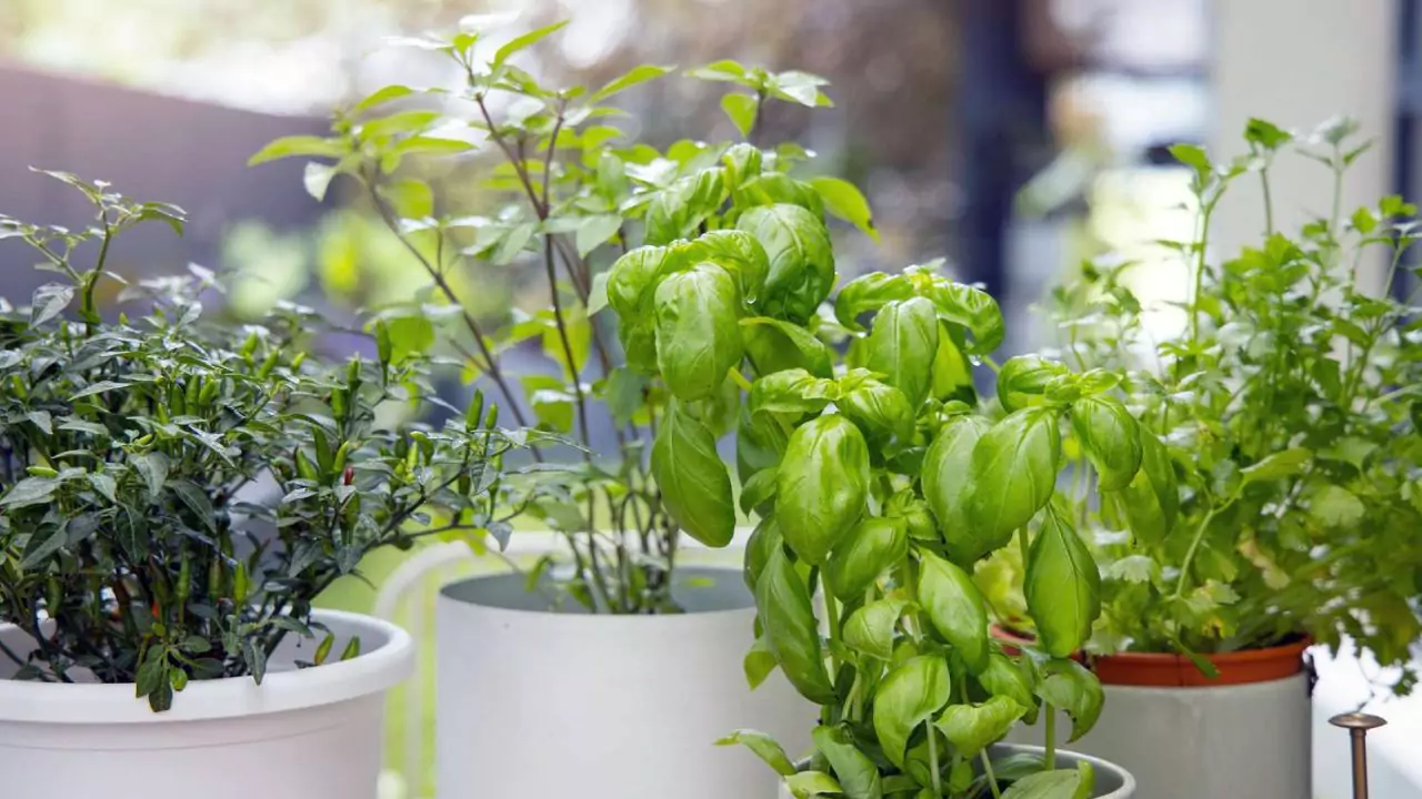 How to Successfully Grow Spinach Indoors 3 Grow spinach indoors in pots