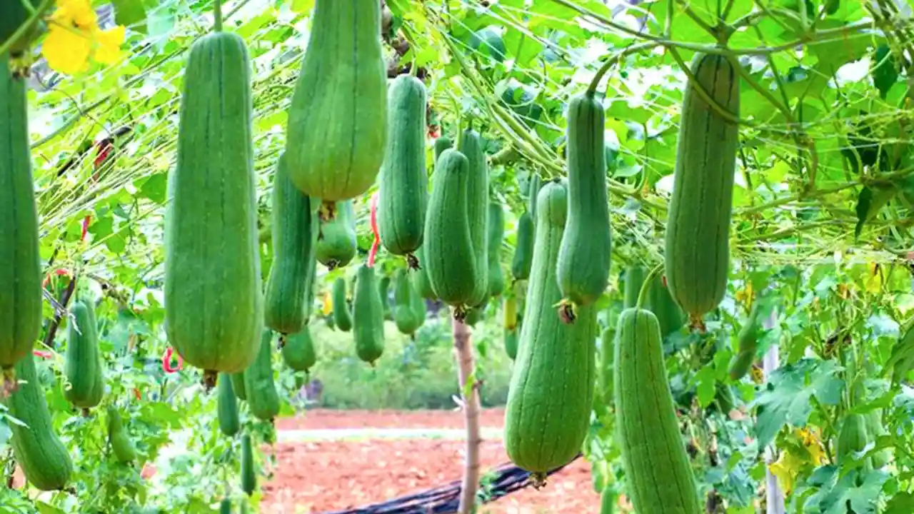 Growers Guide How to grow Patola