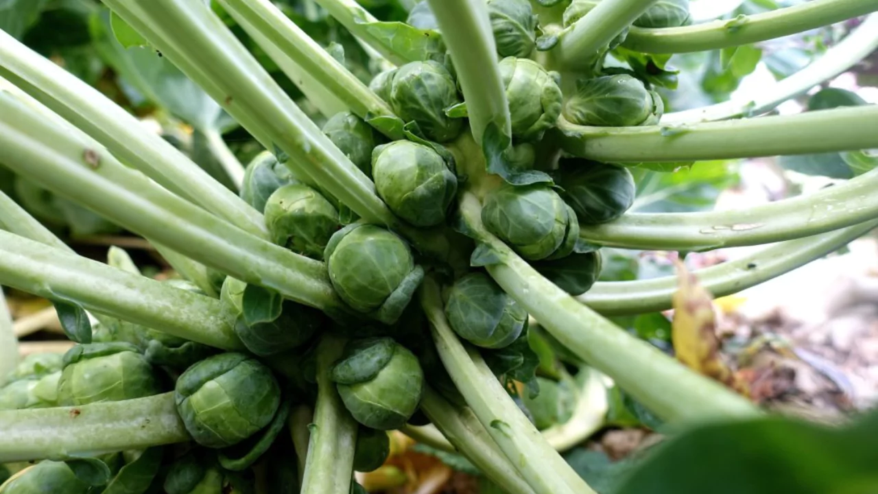 Growing Brussel sprouts